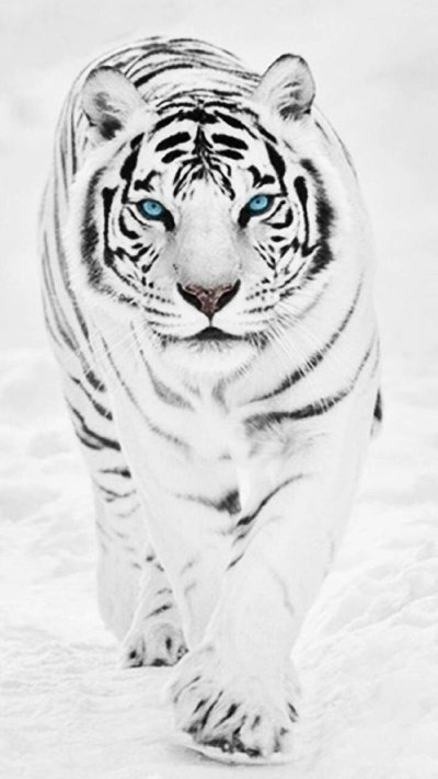Уссурийский тигр белый