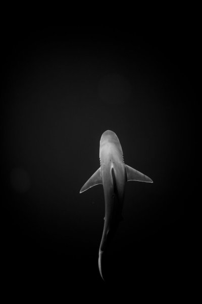 Акула на черном фоне