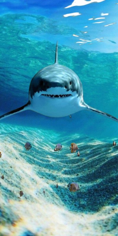 Акула в природе