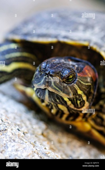 Ушастая черепаха