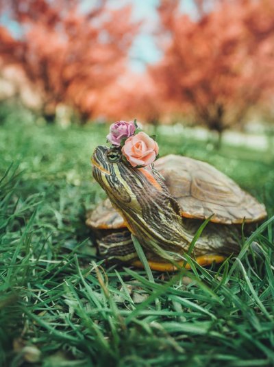 Красноухая черепаха