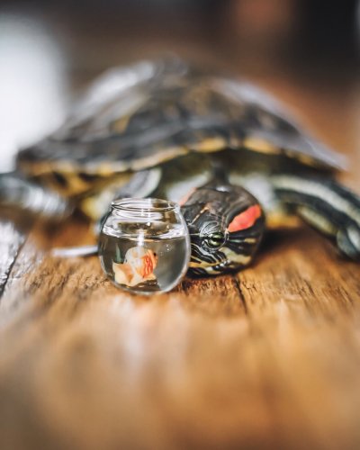 Красноухая черепаха