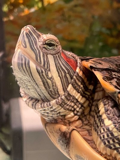 Красноухая черепаха в домашних условиях