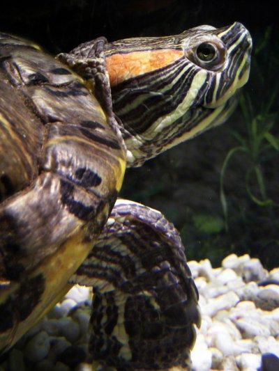 Trachemys scripta elegans