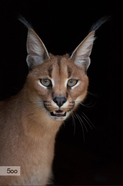 Каракал рыжий