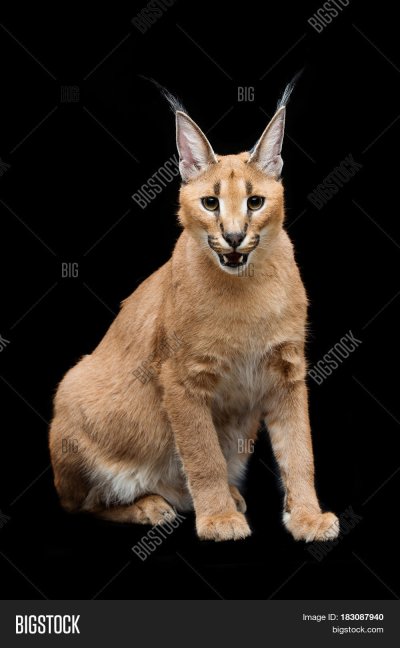 Каракал шлёпа фото