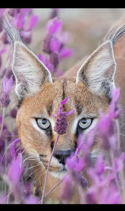 Каракал Нефертити