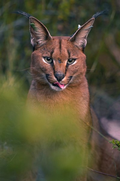 Каракал Каролина