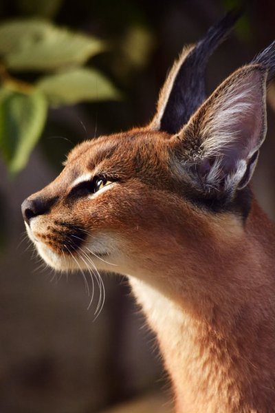 Каракал кошка