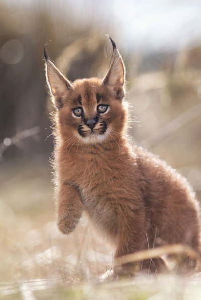 Кошки породы каракал