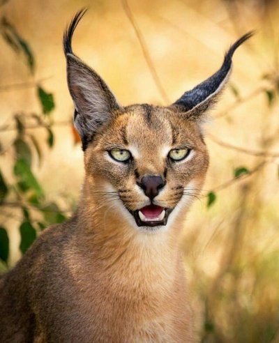 Каракал кошка