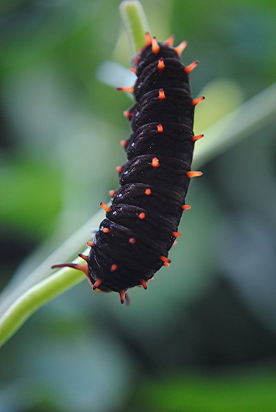 Гусеница Якутии