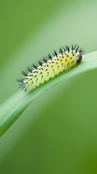 Пилильщик зеленый