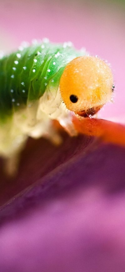 Желтая гусеница