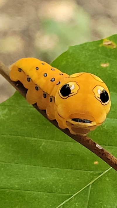 Красивые и необычные гусеницы