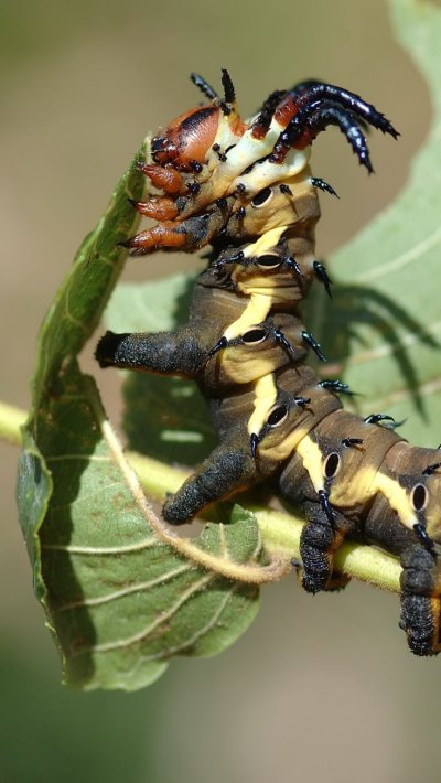 Личинка гусеница в сосне