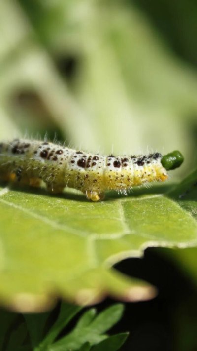 Катерпиллер гусеница зеленая