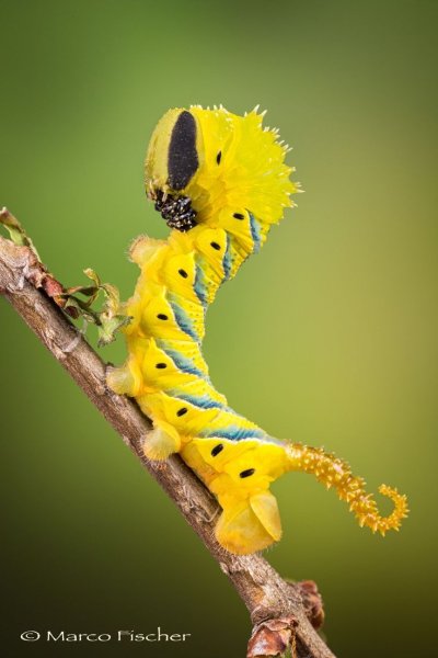 Олеандровый Бражник гусеница