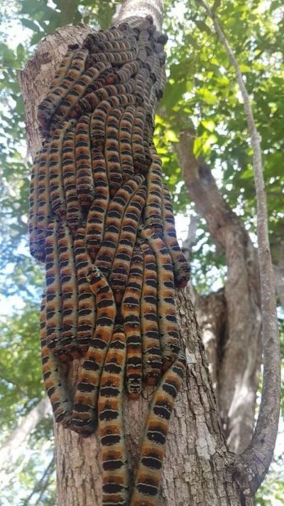 Огромная гусеница