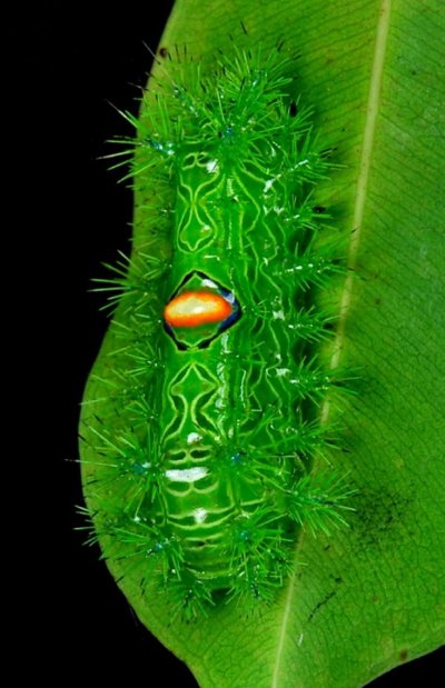 Китайская гусеница