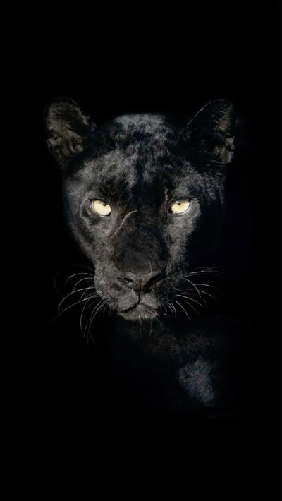 Черный леопард