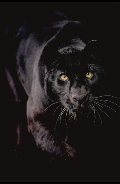 Пантера это черный леопард