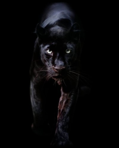 Пантера Шварцера» (2014; черная пантера )