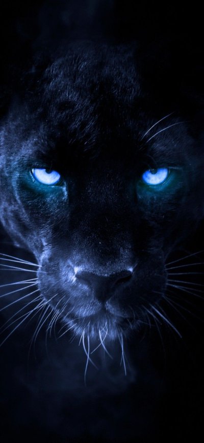 Черная пантера