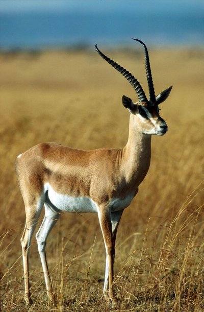 Дзерен Пржевальского