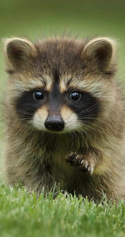 Травоядные