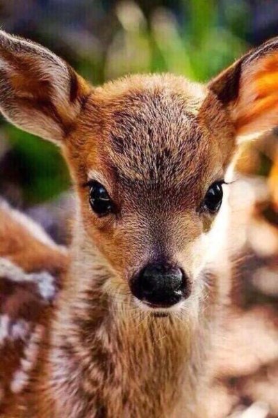 Неблюй Олененок