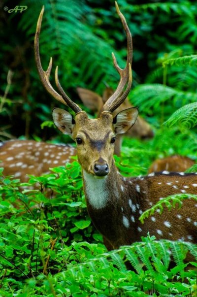 Животные в лесу