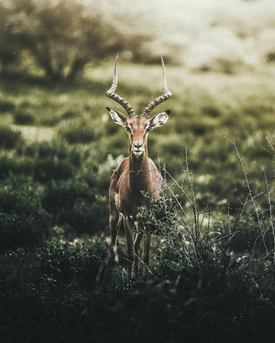 Редкие животные мира