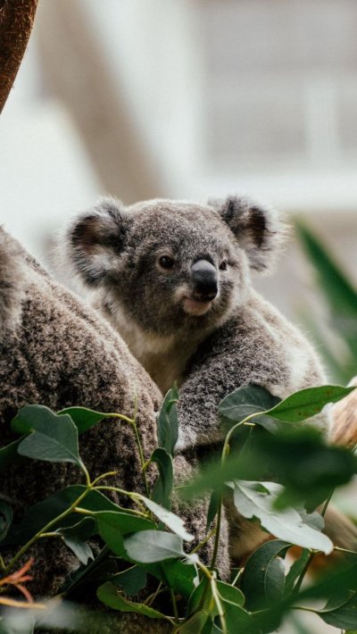 Коала в Московском зоопарке