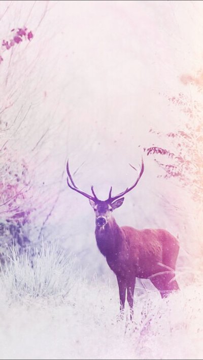 Розовый олень