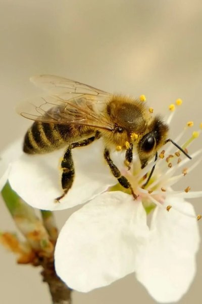 Обои с пчелами для стен