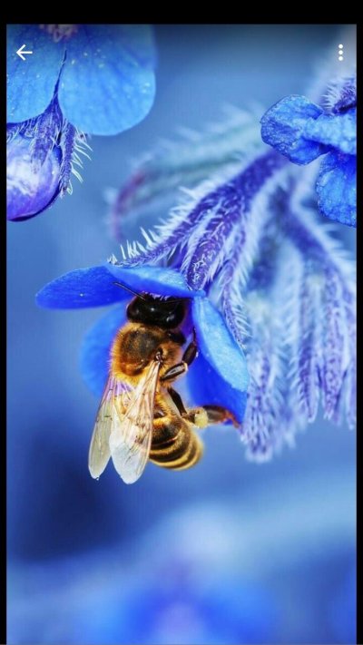 Синяя пчела