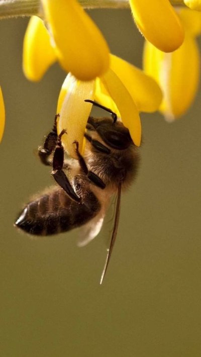 Пчела макро