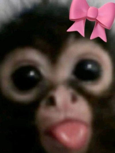 Обезьяна из мемов