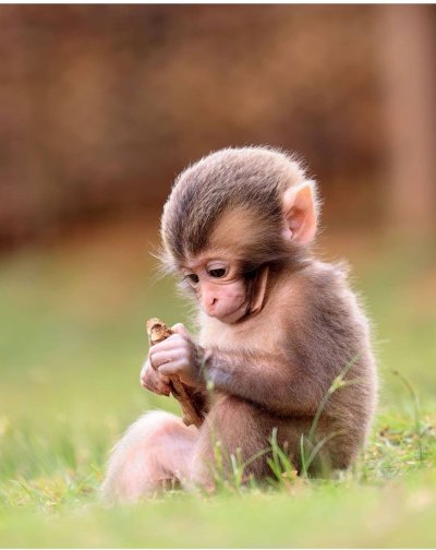 Telegram profil Art pic Monkey