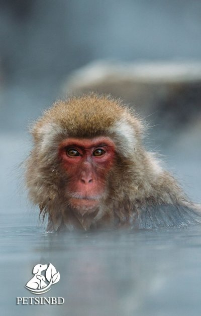 Японские макаки