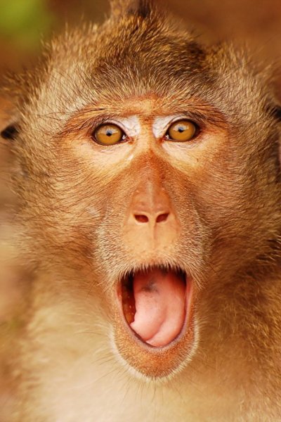 Богдан макака