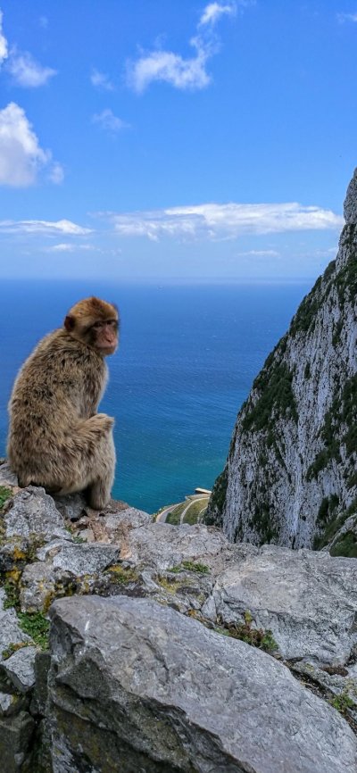 Гибралтарский макак