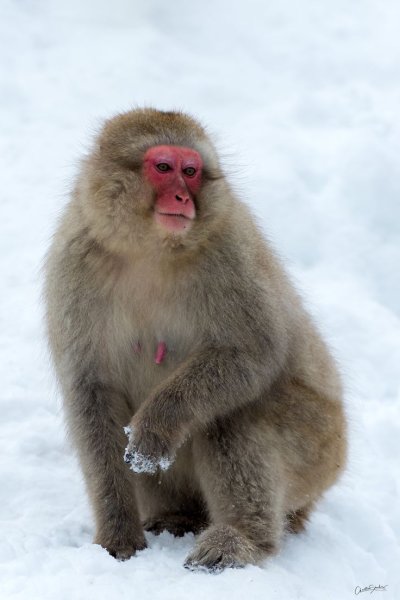 Японский макак