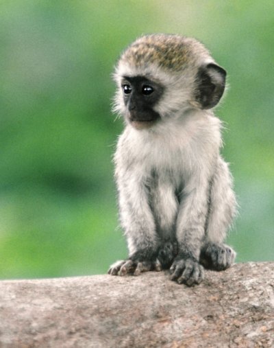 Эстетичная обезьяна