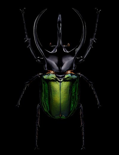 Жук Chalcosoma