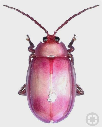 Розовый Жук