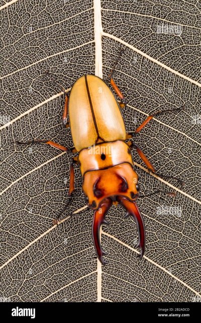 Рогач золотистый Жук