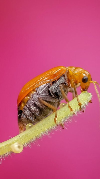 Безпозвоночный насекомые