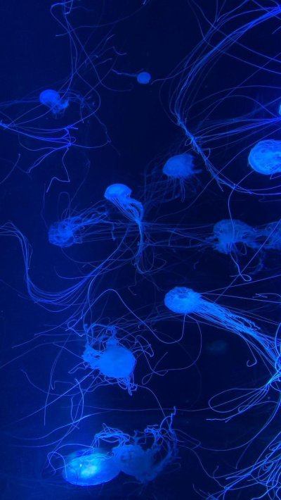 Морская Оса